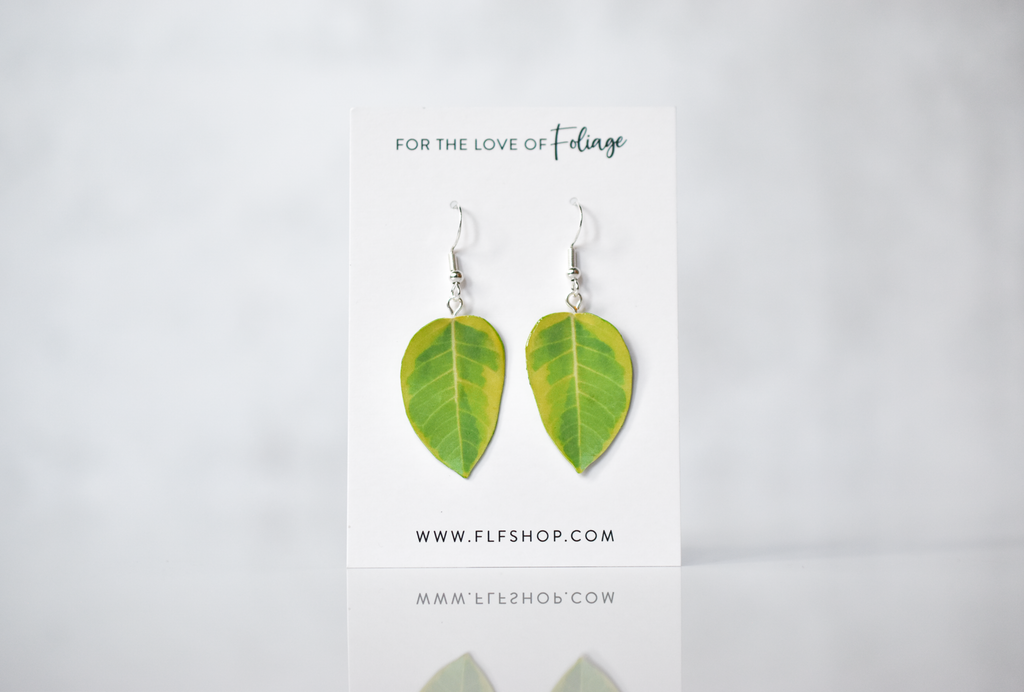 Ficus Altissima “Yellow Gem” Plant Earrings | Leaf Earrings