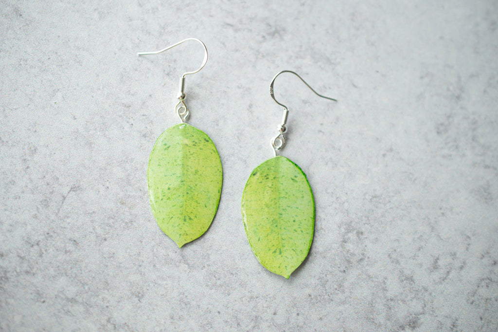 Ficus Shivereana "Moonshine" Plant Earrings | Leaf Earrings