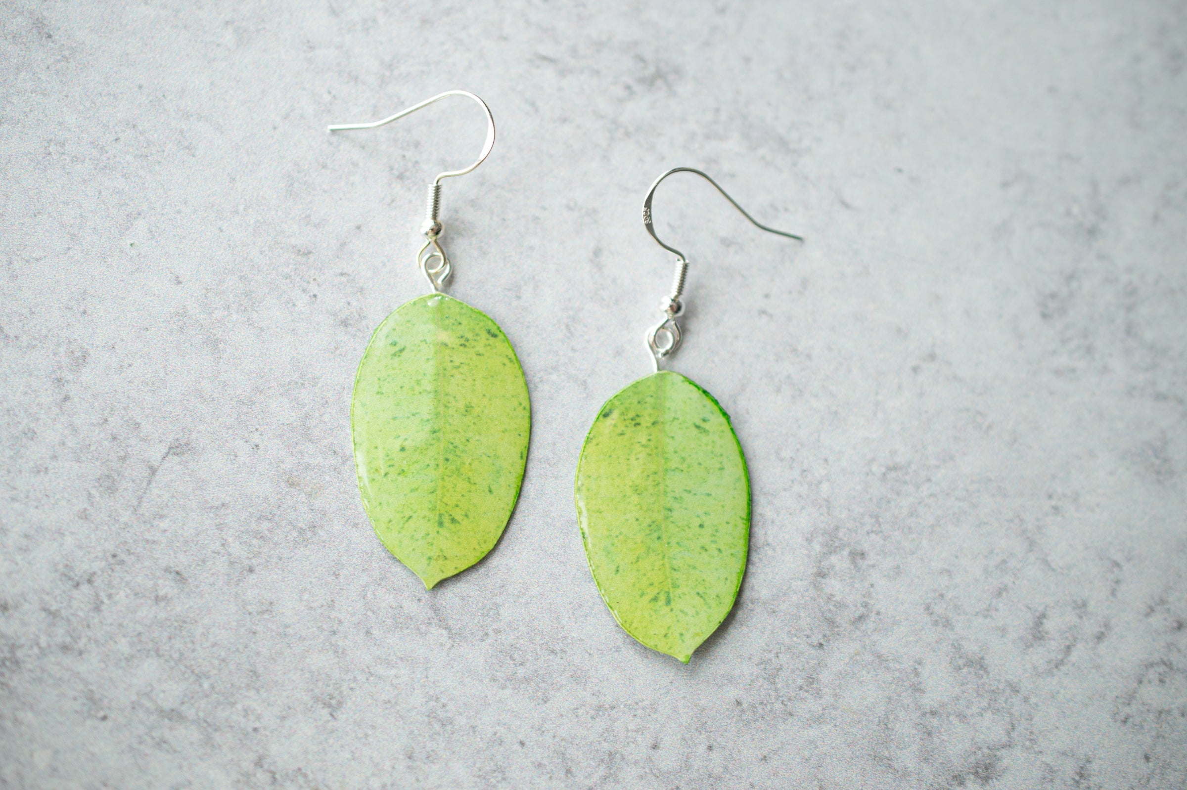 Ficus Shivereana "Moonshine" Plant Earrings | Leaf Earrings