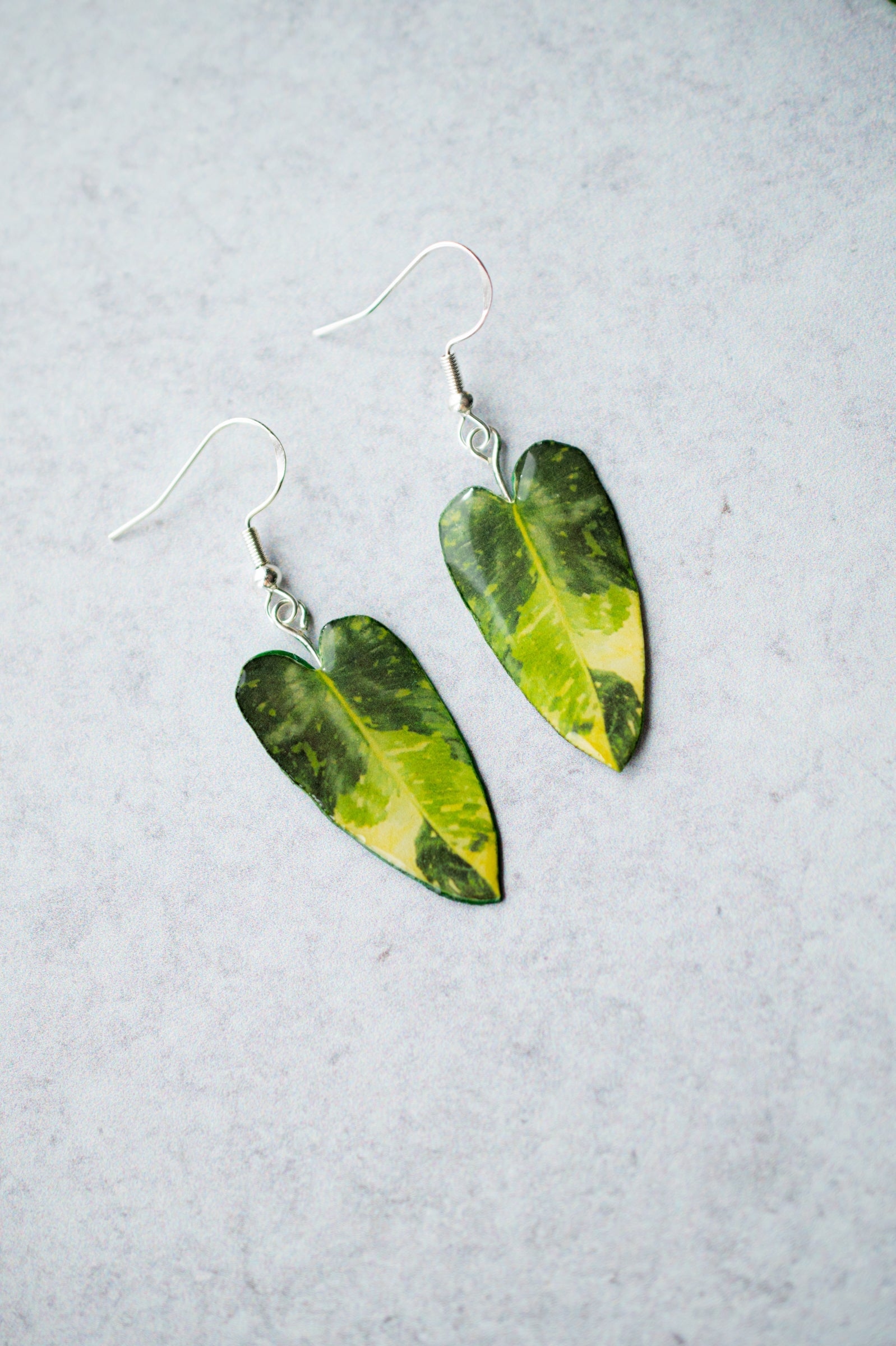 Philodendron Jose Buono Aurea Plant Earrings | Leaf Earrings
