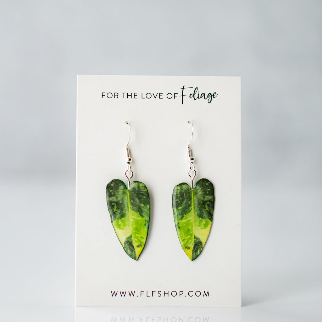 Philodendron Jose Buono Aurea Plant Earrings | Leaf Earrings